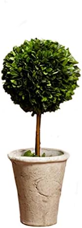 Serene Spaces Living Preserved Boxwood Topiary with Pot
