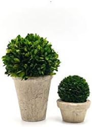 Serene Spaces Living Preserved Boxwood Ball with Pot