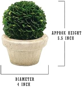 Serene Spaces Living Preserved Boxwood Ball with Pot