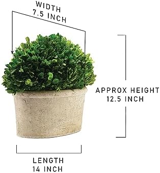 Serene Spaces Preserved Oval Topiary in Pot