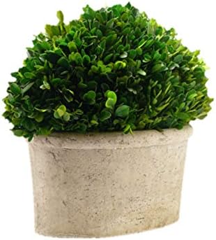 Serene Spaces Preserved Oval Topiary in Pot