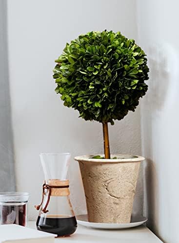 Serene Spaces Living Preserved Boxwood Topiary with Pot