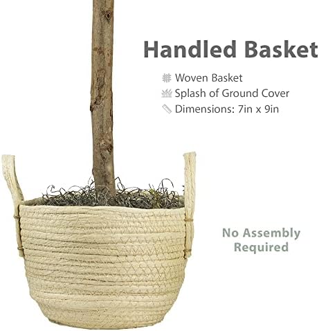 3FT Fig Tree in Boho Woven Basket Faux Plant