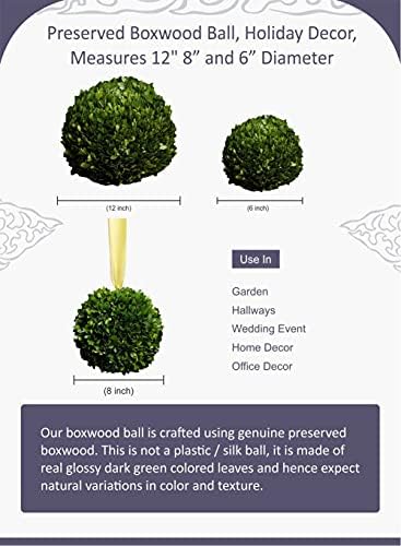 Serene Spaces Living 12 Inch Preserved Boxwood Ball