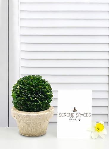 Serene Spaces Living Preserved Boxwood Ball with Pot