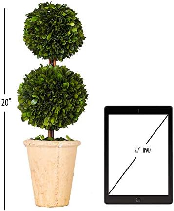 Real Preserved Boxwood Evergreen Potted Tree Topiary 20 Inches