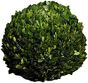 Serene Spaces Living 12 Inch Preserved Boxwood Ball