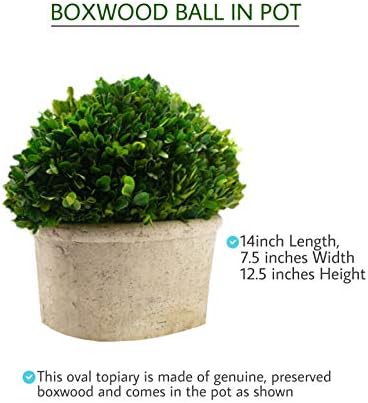 Serene Spaces Preserved Oval Topiary in Pot