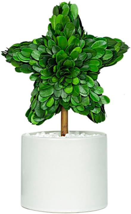 Perryandmoon Preserved Boxwood Star Topiary 10 Inch