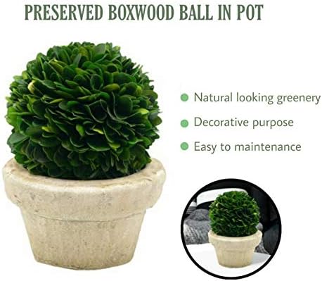Serene Spaces Living Preserved Boxwood Ball with Pot