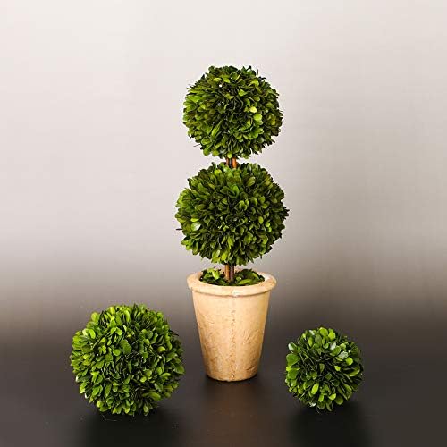 Real Preserved Boxwood Evergreen Potted Tree Topiary 20 Inches