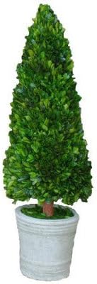 Boxwood Cone Topiary in Pot for Garden