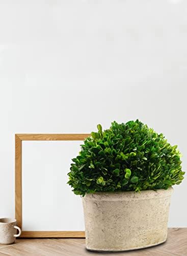 Serene Spaces Preserved Oval Topiary in Pot