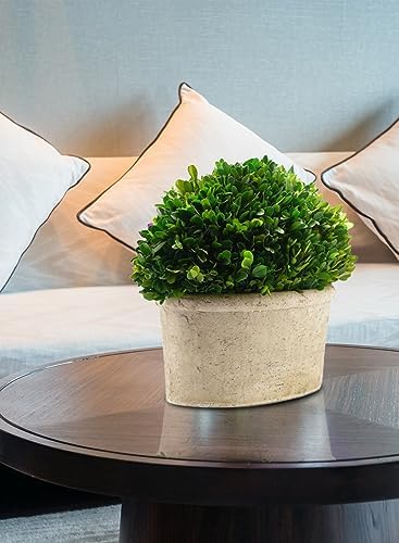 Serene Spaces Preserved Oval Topiary in Pot