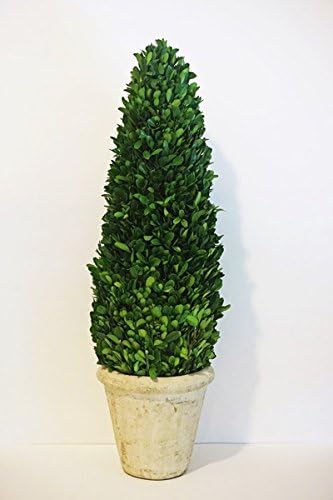 Tradingsmith Preserved Boxwood Cone Topiary 24 Inch