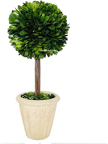 Natural Preserved Boxwood Topiary in Terracotta Pot 15 Inch