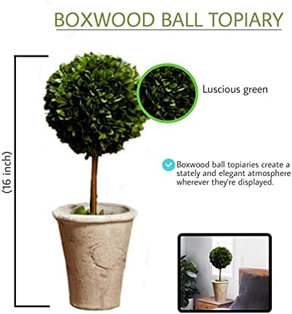 Serene Spaces Living Preserved Boxwood Topiary with Pot