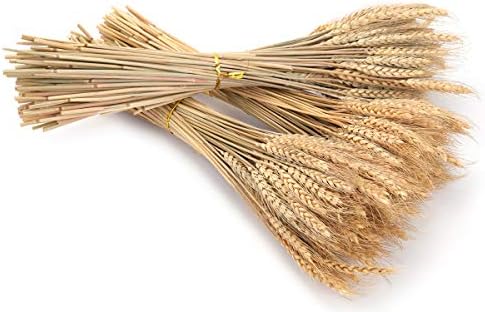 Yarlung 300 Stems Dried Wheat Sheaves 16 Inch NaturalFall Decor