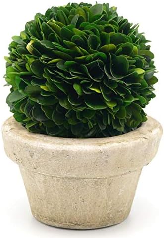 Serene Spaces Living Preserved Boxwood Ball with Pot
