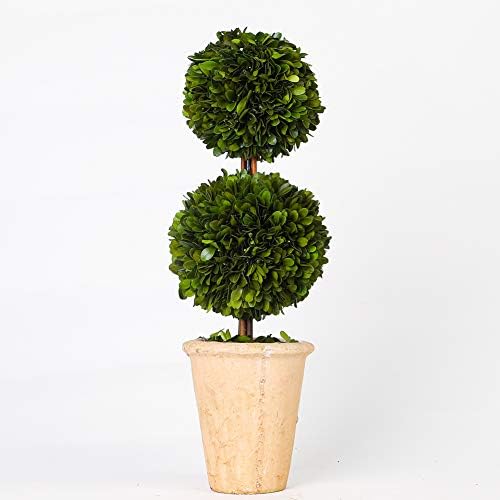 Real Preserved Boxwood Evergreen Potted Tree Topiary 20 Inches