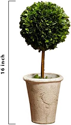 Serene Spaces Living Preserved Boxwood Topiary with Pot