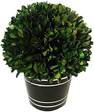 Holiday Depot Artificial Boxwood Tree with Greek-Style Pot