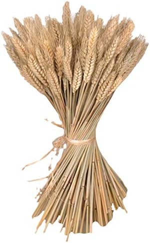 Yarlung 300 Stems Dried Wheat Sheaves 16 Inch NaturalFall Decor