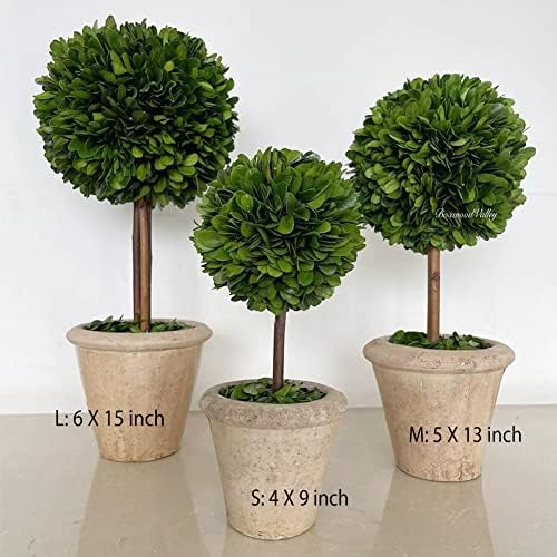 Natural Preserved Boxwood Topiary in Terracotta Pot 15 Inch