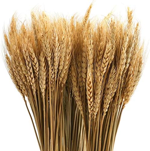 Yarlung 300 Stems Dried Wheat Sheaves 16 Inch NaturalFall Decor
