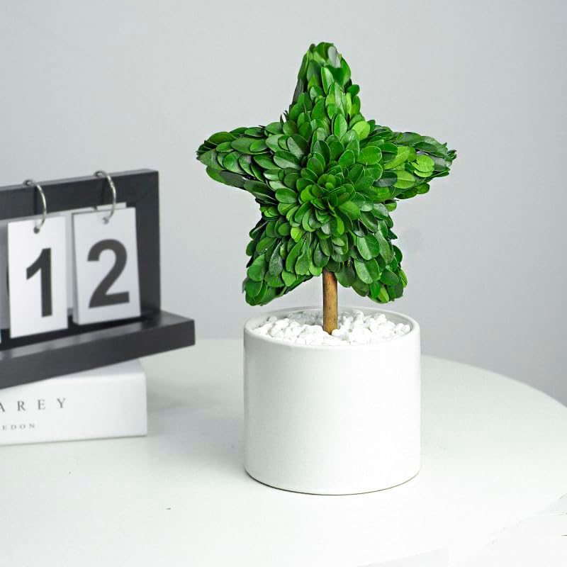 Perryandmoon Preserved Boxwood Star Topiary 10 Inch