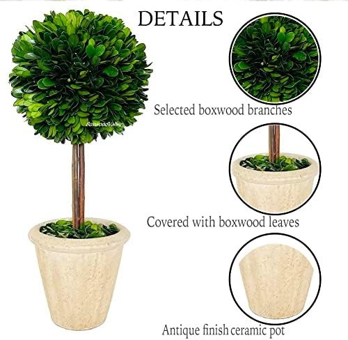 Natural Preserved Boxwood Topiary in Terracotta Pot 15 Inch