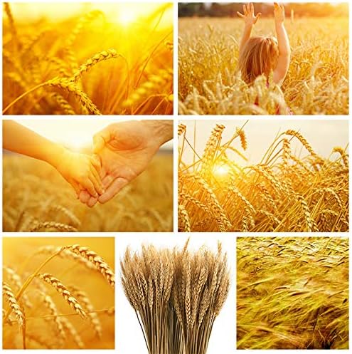 Yarlung 300 Stems Dried Wheat Sheaves 16 Inch NaturalFall Decor