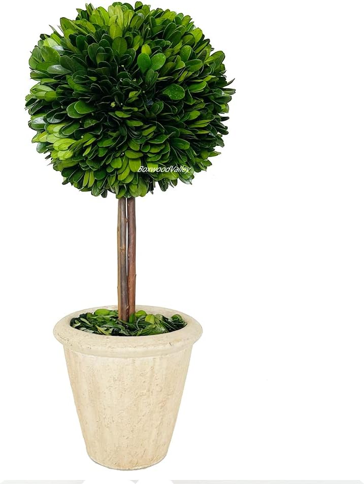 Natural Preserved Boxwood Topiary in Terracotta Pot 15 Inch