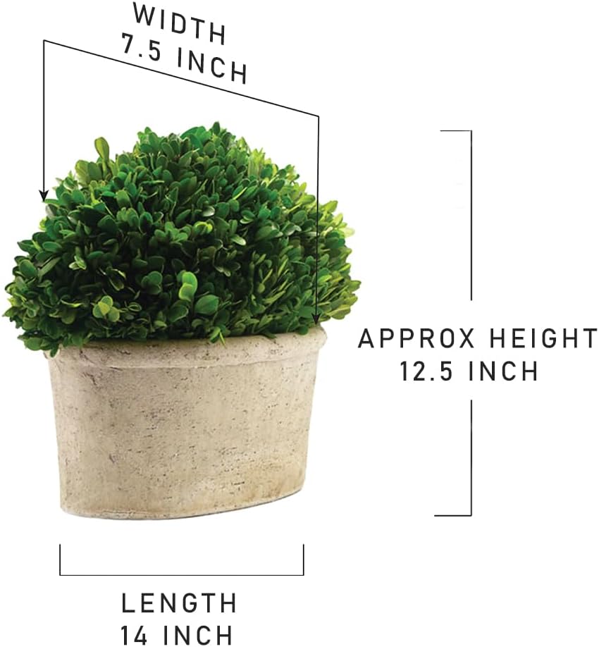 Serene Spaces Preserved Oval Topiary in Pot