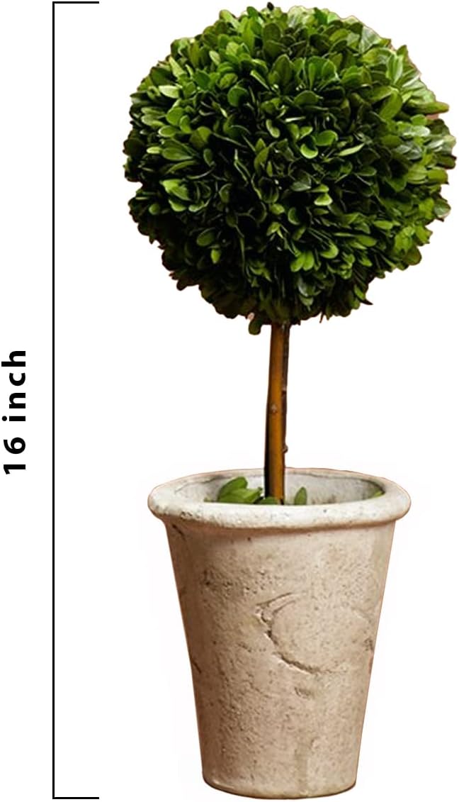 Serene Spaces Living Preserved Boxwood Topiary with Pot