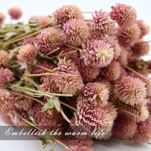MIHUAGE Dried Flower White Globe Amaranth Decor Bouquets Pink