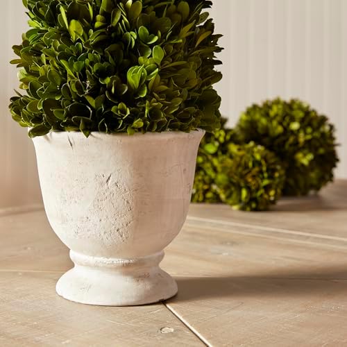 Napa Home Garden Boxwood Cone Topiary In Pot Green
