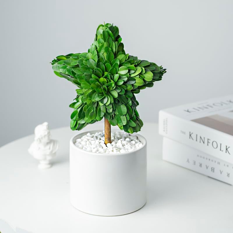 Perryandmoon Preserved Boxwood Star Topiary 10 Inch