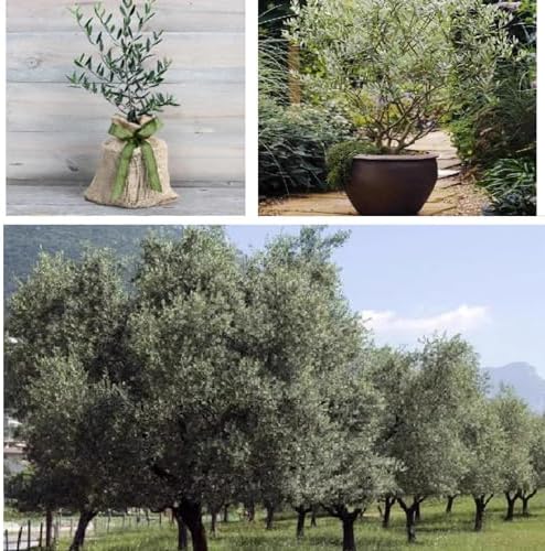 QIUPAI Artificial Olive Tree 1x08m