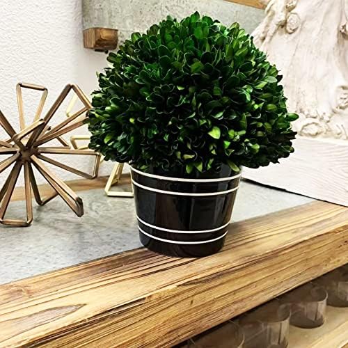 Holiday Depot Artificial Boxwood Tree with Greek-Style Pot