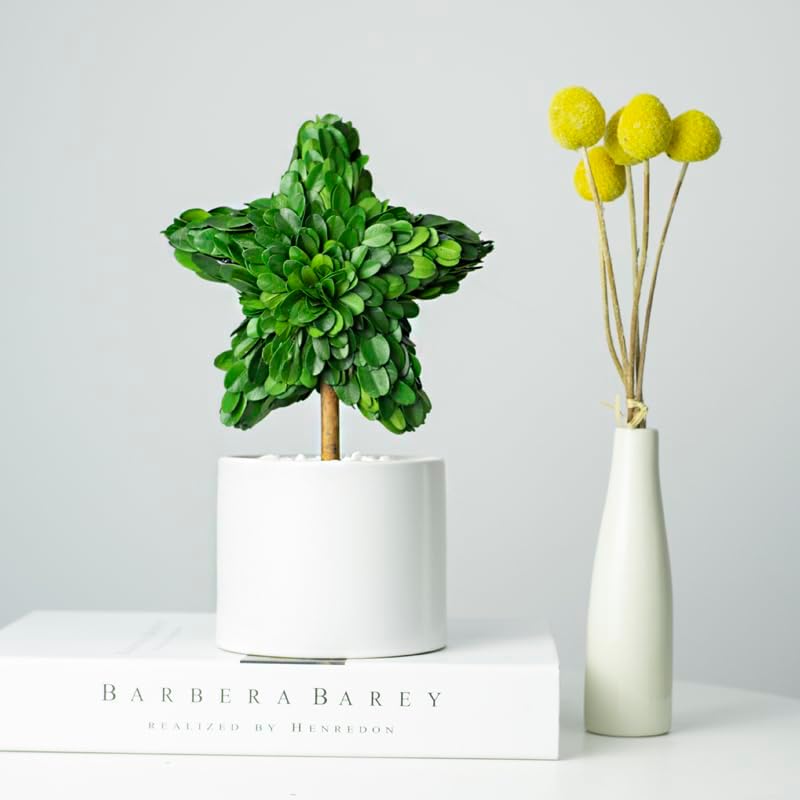 Perryandmoon Preserved Boxwood Star Topiary 10 Inch