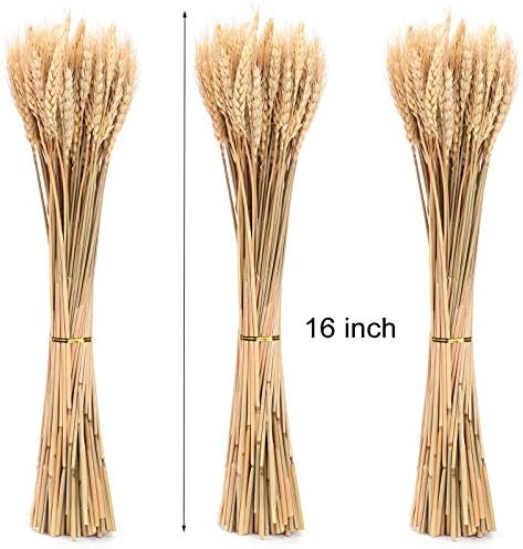 Yarlung 300 Stems Dried Wheat Sheaves 16 Inch NaturalFall Decor