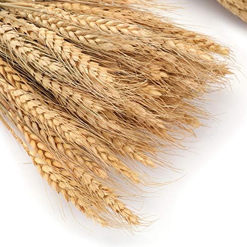 Yarlung 300 Stems Dried Wheat Sheaves 16 Inch NaturalFall Decor