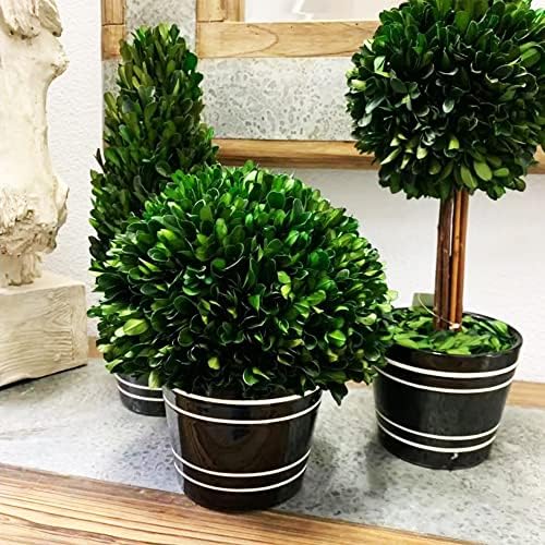 Holiday Depot Artificial Boxwood Tree with Greek-Style Pot