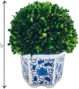 Galt International Preserved Boxwood Topiaries Blue White Pot 11 Ball 19 Tree