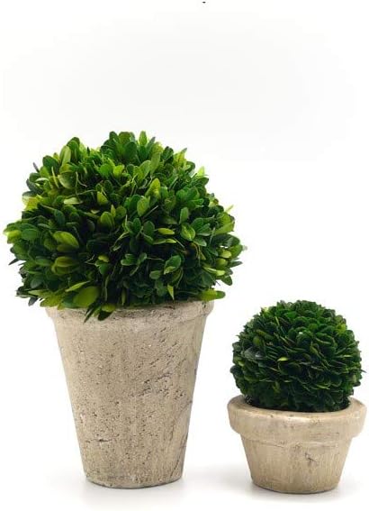 Serene Spaces Living Preserved Boxwood Ball with Pot