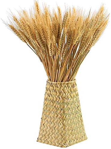 Yarlung 300 Stems Dried Wheat Sheaves 16 Inch NaturalFall Decor