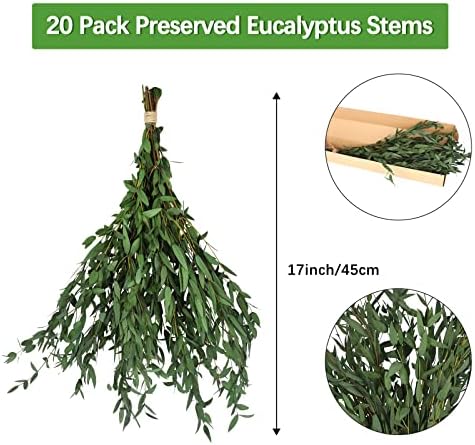 Real Eucalyptus Stems 20PCS 17 Inch Dried Greenery Decor