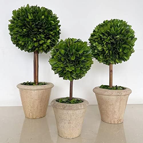Natural Preserved Boxwood Topiary in Terracotta Pot 15 Inch