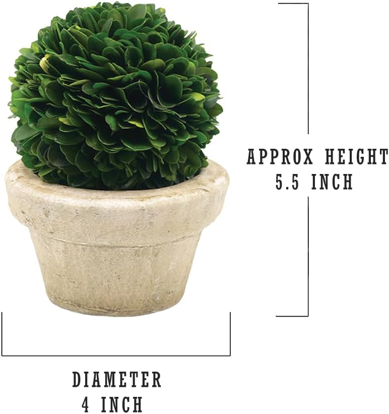 Serene Spaces Living Preserved Boxwood Ball with Pot